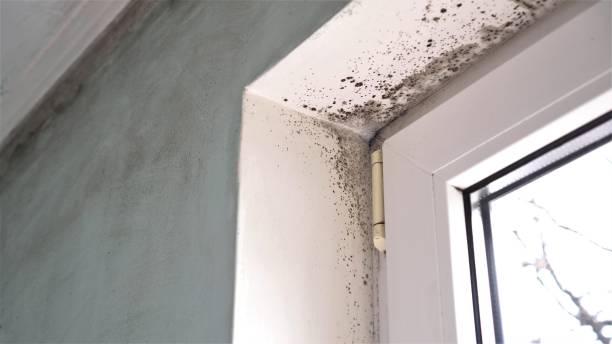 Professional Mold Removal in Ladonia, AL