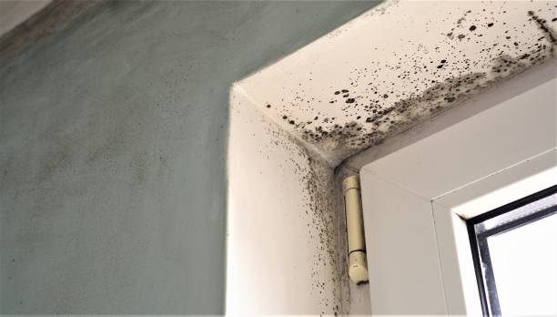 Best Mold-Related Health Consultation  in Ladonia, AL