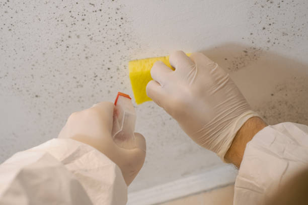 Mold Odor Removal Services in Ladonia, AL