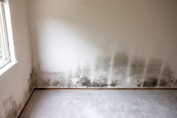 Best Basement Mold Removal  in Ladonia, AL